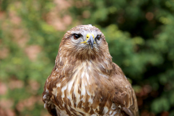 Naklejka premium Eurasian buzzard also known as the common buzzard
