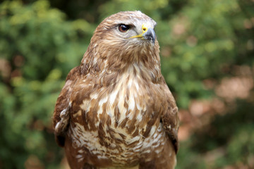 Eurasian buzzard also known as the common buzzard