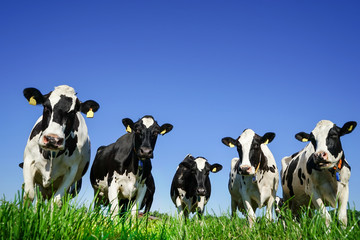 Fünf schwarzbunte Kühe auf einer Weide, Froschperspektive