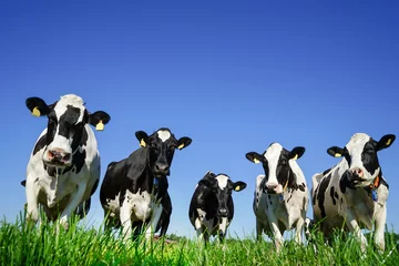 Photo sur Plexiglas Vache Cinq vaches Holstein dans un pâturage, vue d& 39 oeil de grenouille