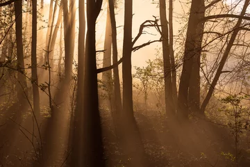 Zelfklevend Fotobehang Forest light on an early morning © SandyS