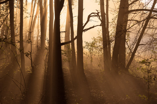 Fototapeta Forest light on an early morning