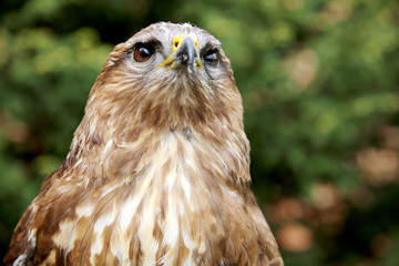 Close up of a common buzzard on natural environment