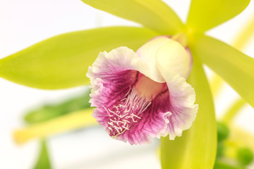 Vanilla pilifera Rare species wild orchids