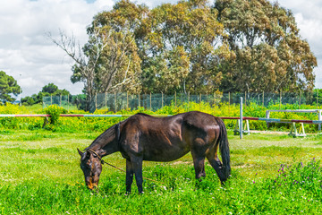 green meadow and brown horse