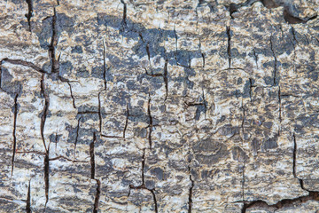 texture of bark wood use as natural background