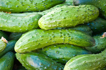 fresh green cucumbers
