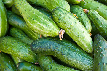 fresh green cucumbers
