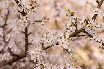 Wild cherry blossoms