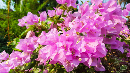 blooming bougainvillea, Colorful Paper flower