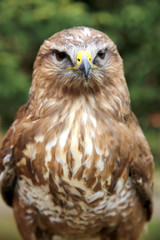 Close up of a common buzzard on natural environment