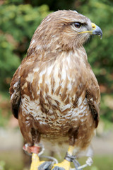Gentle hawk sitting on unknown bird watcher hand