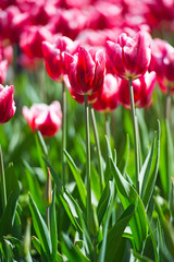 Tulips in garden in sunny day. Spring flowers. Gardening
