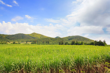 sugarcane plantation