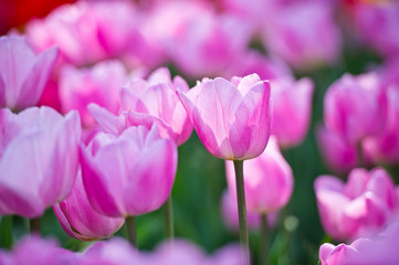 Fototapeta premium Tulips in garden in sunny day. Spring flowers. Gardening 