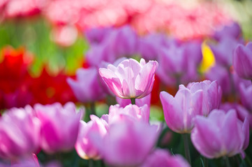 Tulips in garden in sunny day. Spring flowers. Gardening
