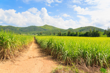 Fototapeta na wymiar sugarcane plantation