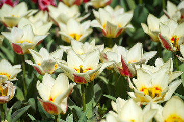 Tulips in garden in sunny day. Spring flowers. Gardening
