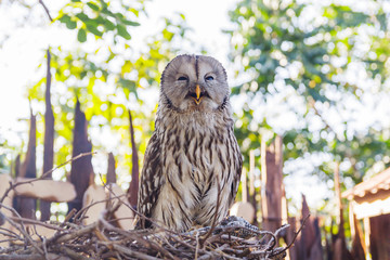 owl 
