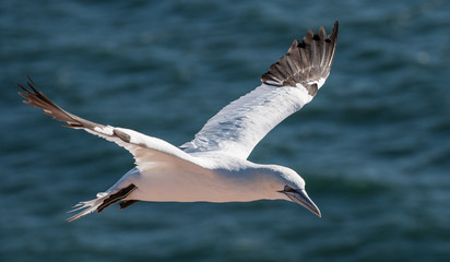 Gannet flying over sea
