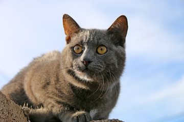 Испуганный кот на заборе