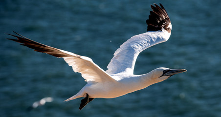 Gannet flying over sea