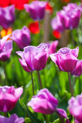 Tulips in garden in sunny day. Spring flowers. Gardening
