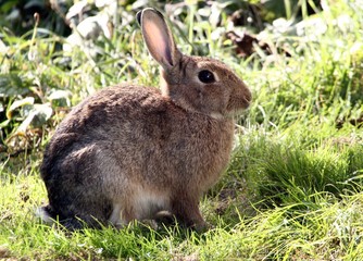 Naklejka na ściany i meble European Wild Rabbit feeding in a summer meadow.