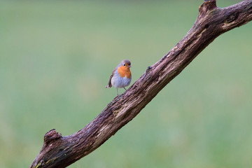 Rotkehlchen