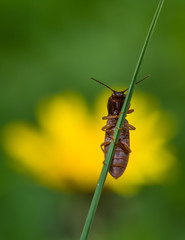 Insect