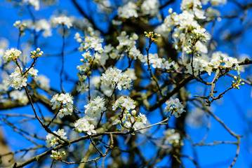Prunus cerasifera, the cherry plum or myrobalan plum. Here seen in bloom against a clear blue sky. Lovely delicate white flowers on bare branches. There are still flower buds on the tree
