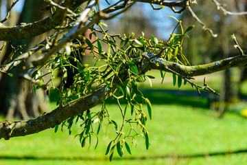 Viscum album, the European mistletoe or common mistletoe. Here seen on an apple tree in early spring.