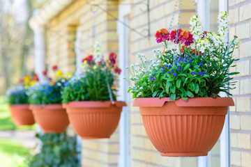 Row of hanging flowerpots with lovely fresh flowers.