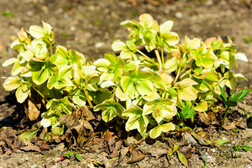 Helleborus niger, the Christmas rose or black hellebore, here seen in early spring in full bloom. Flowers are green and yellow.