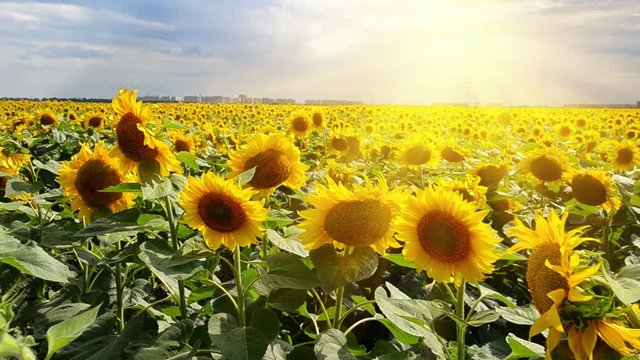 Bright sun over the sunflower field in summer day