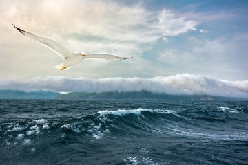 Fototapeta na wymiar Sea landscape with Seagull/Evening sea landscape with a Seagull on the background of the stormy sea, the coastline and fog.