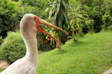 ptaki egzotyczne © shutterfil77
