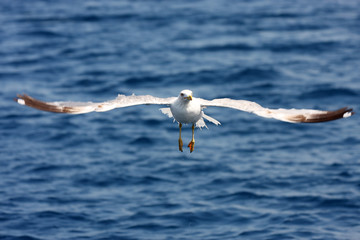 Fototapeta na wymiar Sea gull in flight