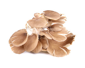oyster mushroom on white background