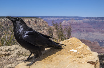 The Grand Canyon National Park Arizona USA