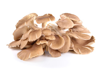 oyster mushroom on white background