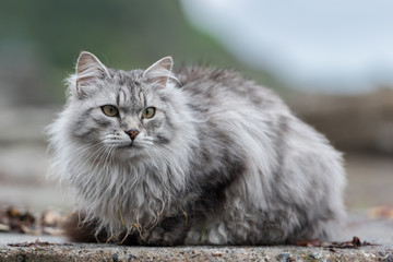 Naklejka na ściany i meble Sibirische Katze, Siberian cat