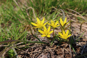 Yellow Star-of-Bethlehem (Gagea lutea) flowers in the spring glade