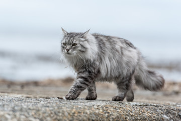 Sibirische Katze, Siberian cat