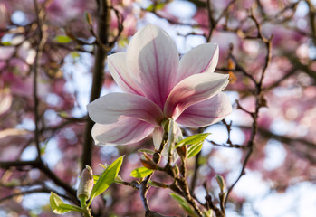 Beautiful light pink magnolia flower on blue sky background. 