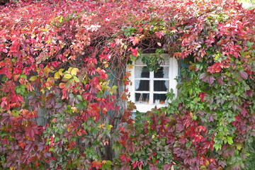 Rural house window twined with autumn virginia creeper (Parthenocissus quinquefolia)