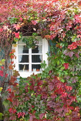 Fototapeta na wymiar Rural house window twined with autumn virginia creeper (Parthenocissus quinquefolia)