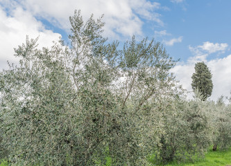 The olive trees in the green nature in Tuscany - Italy