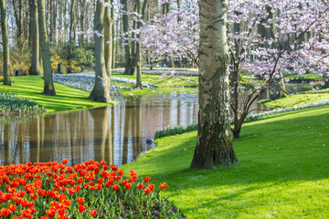 Stream with tulips