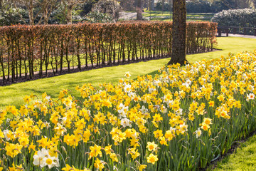 Yellow and white tulips field park